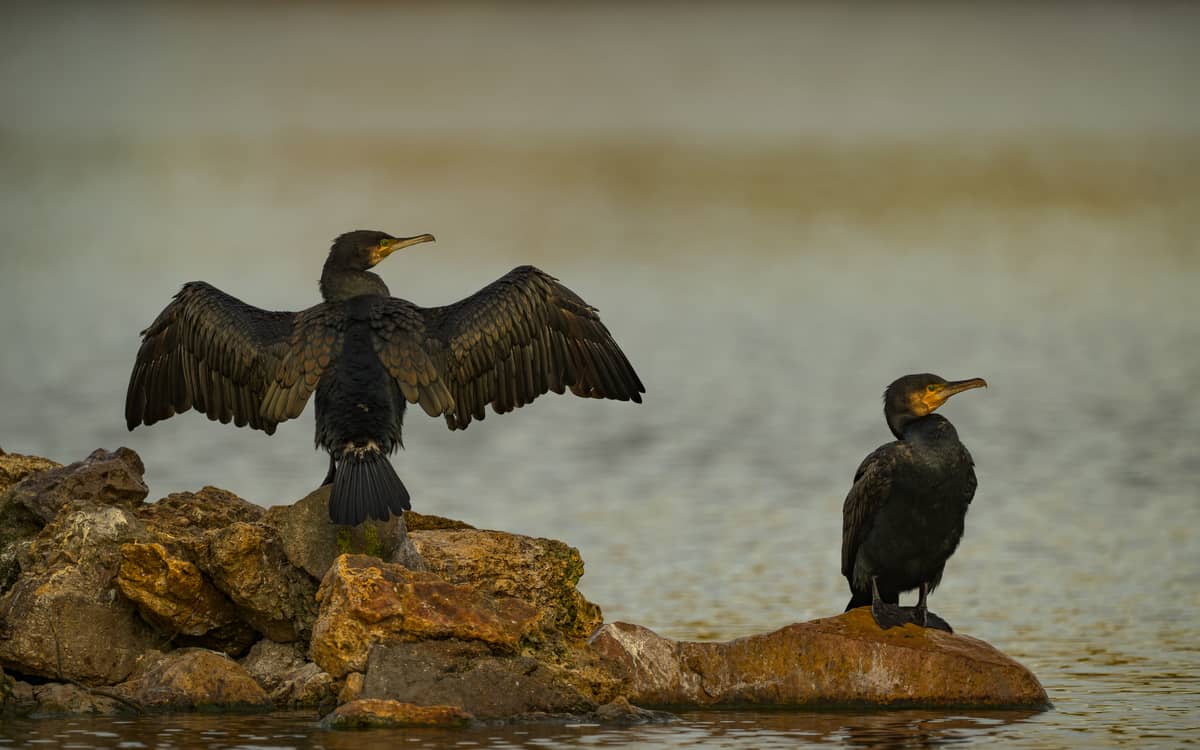 Illustration de l'événement : Les oiseaux au lac Daumesnil