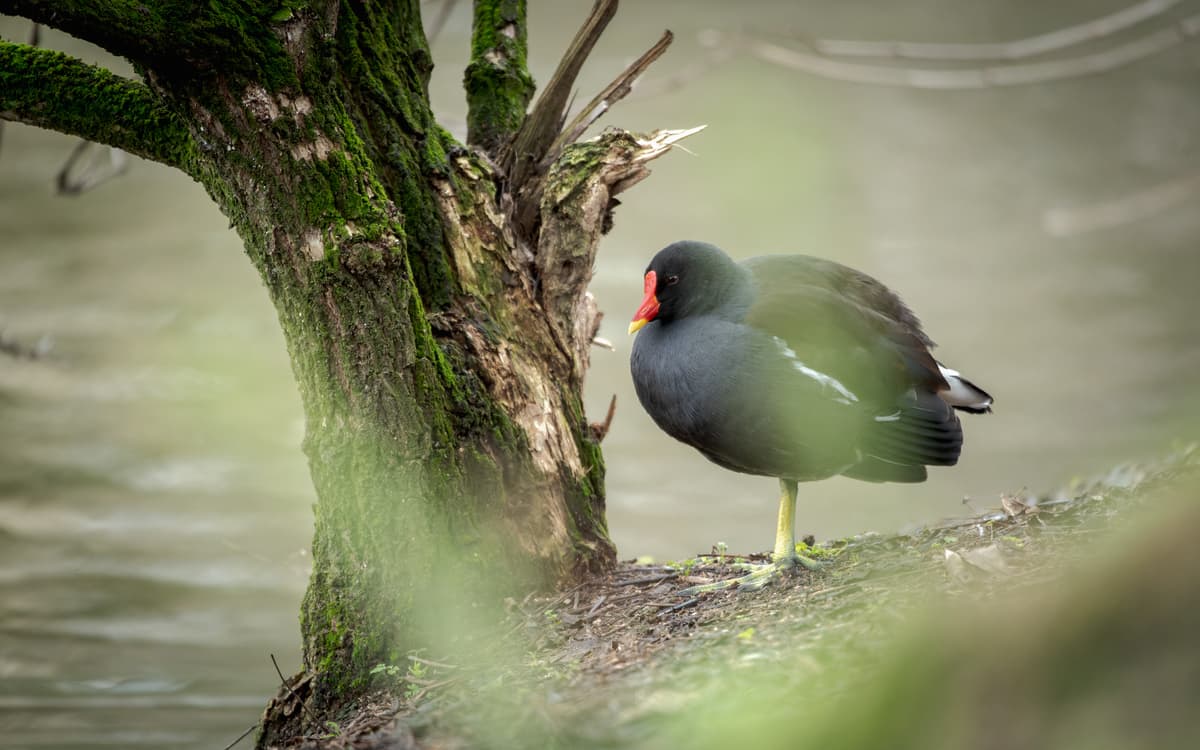 Illustration de l'événement : Les oiseaux au parc Montsouris