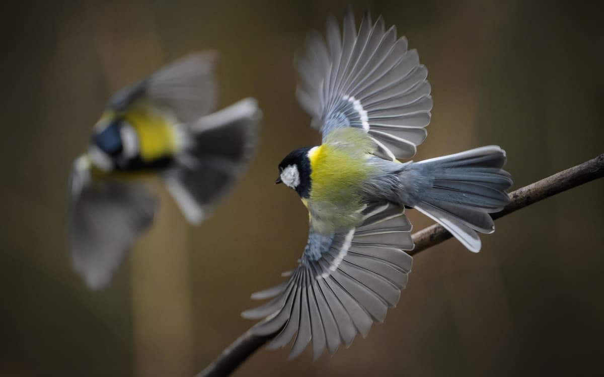 Illustration de l'événement : Sortie ornithologique pour les plus jeunes