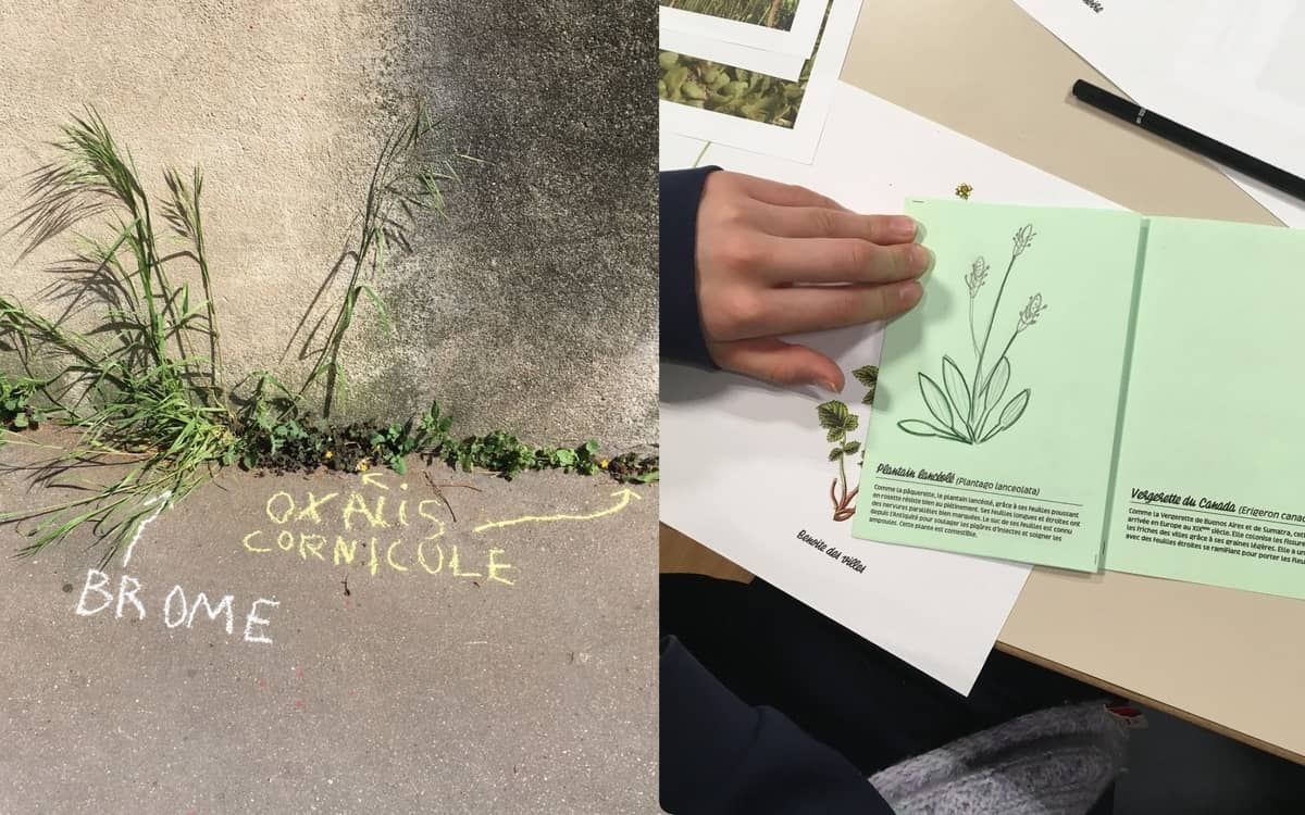 Illustration de l'événement : L'Automne de la Science à la Canopée : atelier de graffiti botanique
