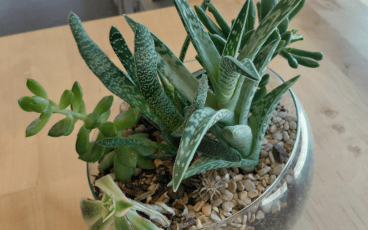 Illustration de l'événement : Apprenez à créer un jardin miniature sous verre !