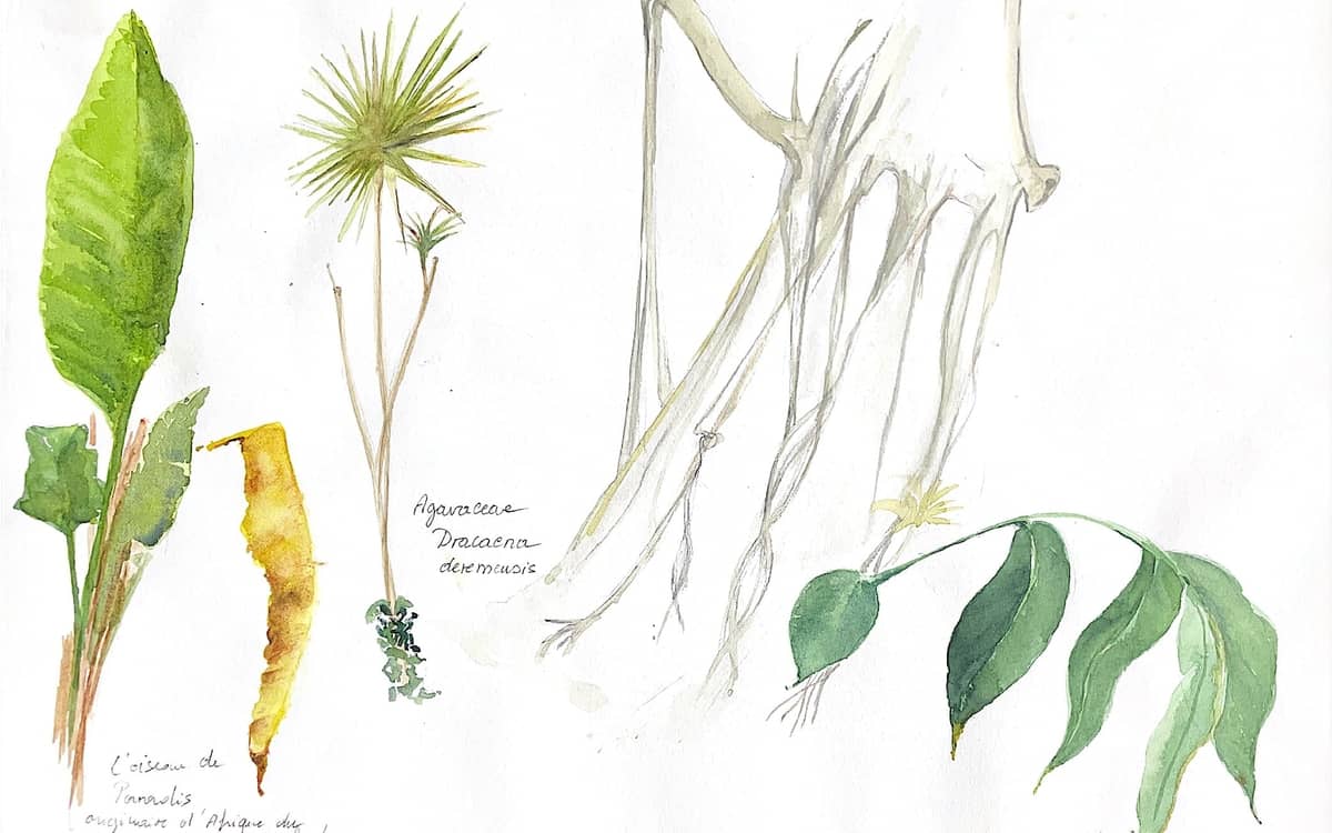 Illustration de l'événement : Atelier d'initiation au dessin et à l'aquarelle botanique