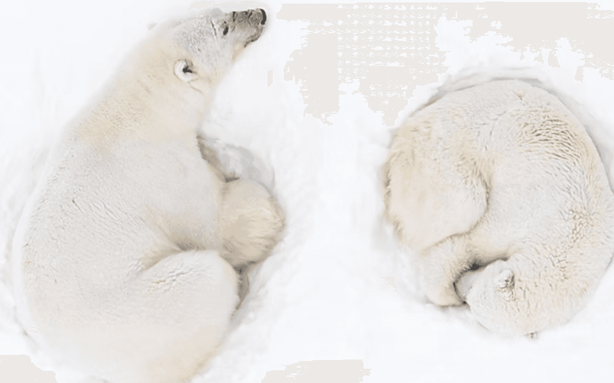 Illustration de l'événement : Exposition subaquatique « Silence et Glace » – Florian Ledoux