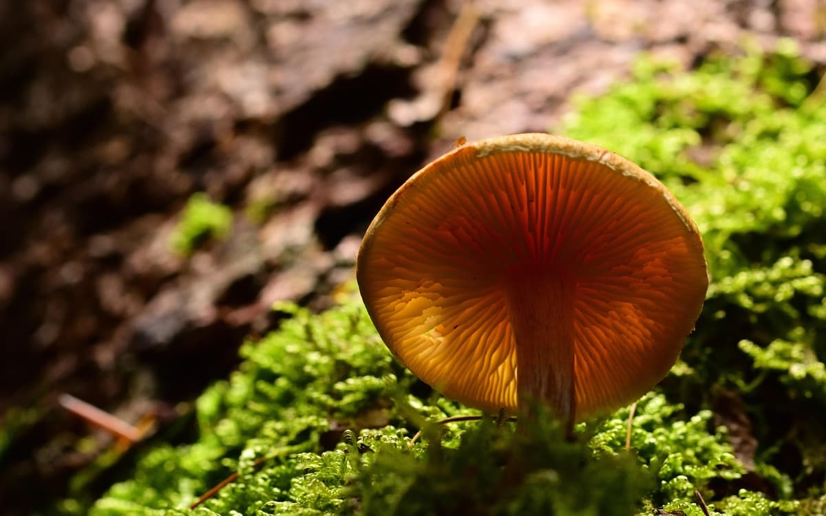 Illustration de l'événement : "1 chercheur 1 manip". Biopile, carbone et champignon !
