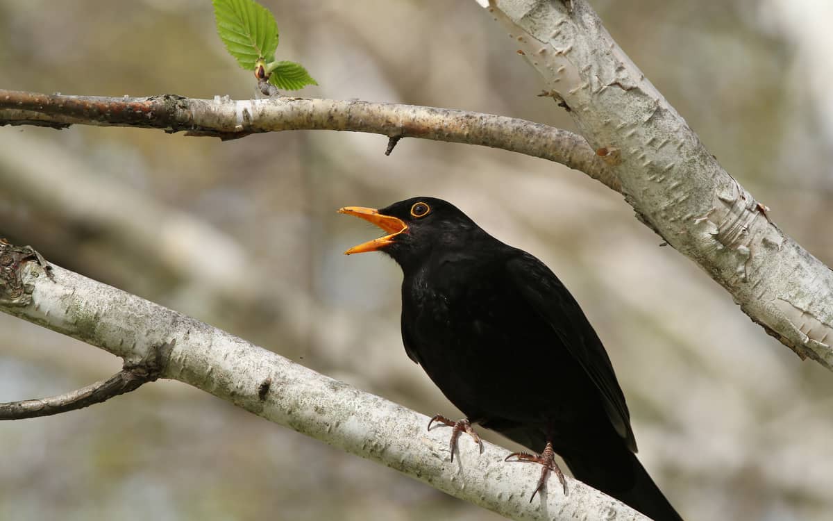 Illustration de l'événement : On révise les chants des oiseaux en webconférence !