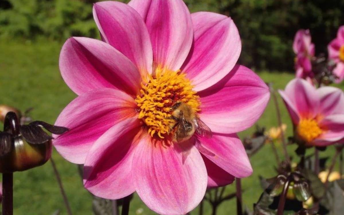 Illustration de l'événement : Visite du parc Floral de Paris - Les Dahlias