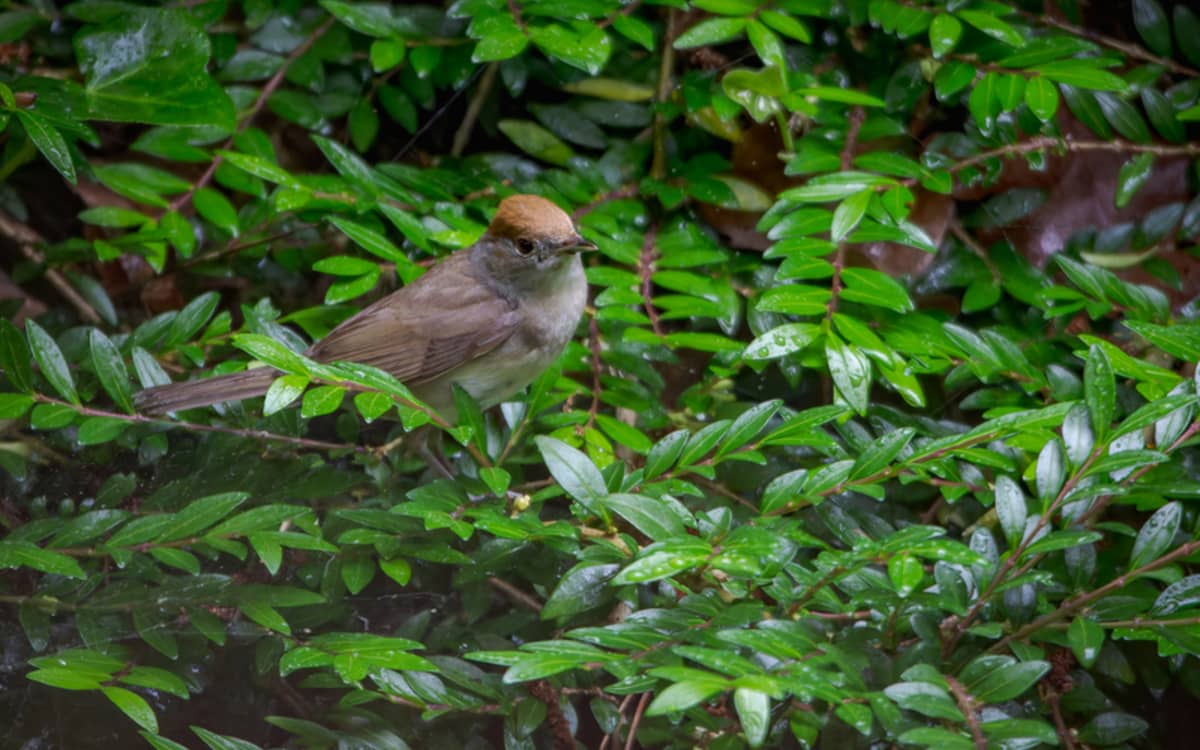 Illustration de l'événement : Initiation à la reconnaissance des chants d’oiseaux - niveau avancé