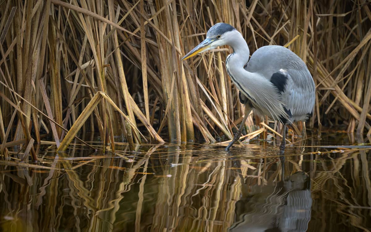 Illustration de l'événement : Les oiseaux du lac de Saint Mandé