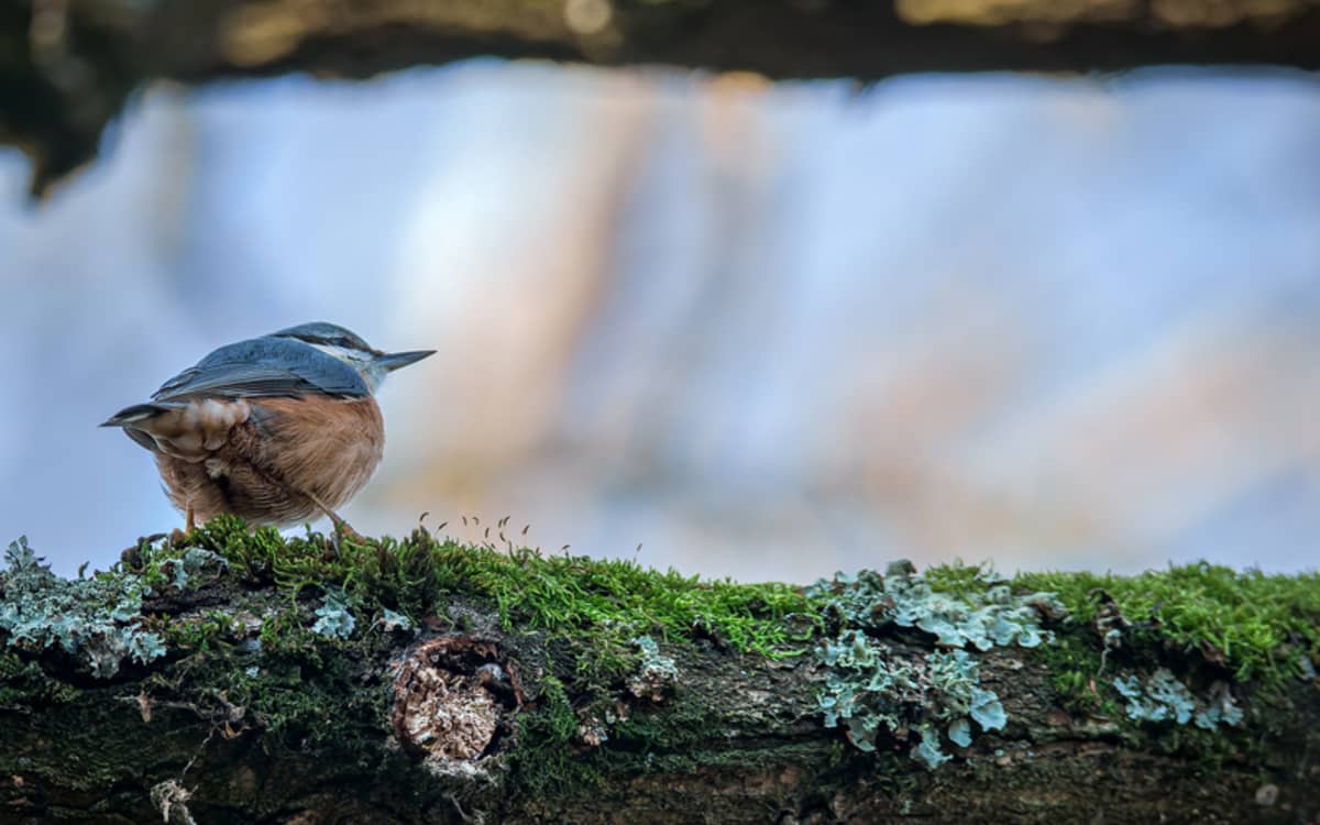 Illustration de l'événement : Les oiseaux du Parc Floral de Paris