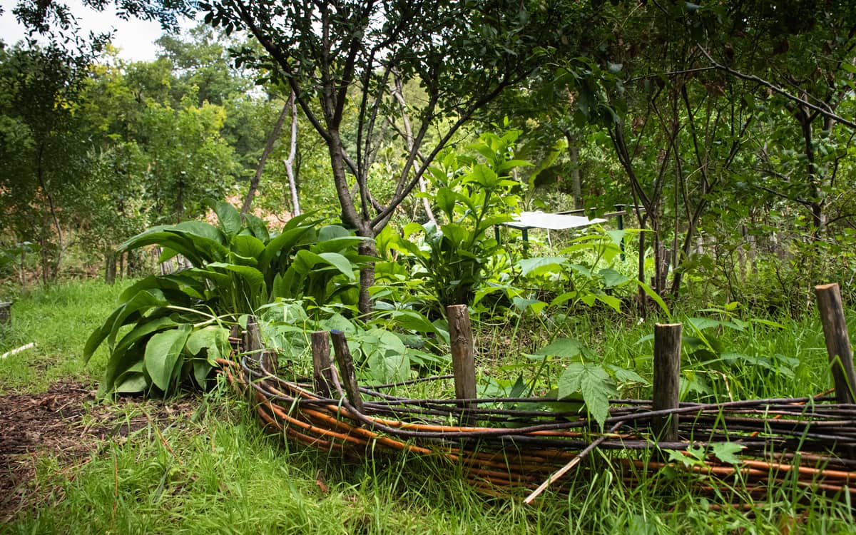 Illustration de l'événement : Chantier permaculture