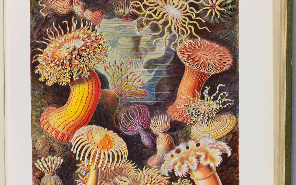 Illustration de l'événement : L'appel des profondeurs. Une aventure sous les mers de l'Antiquité à nos jours