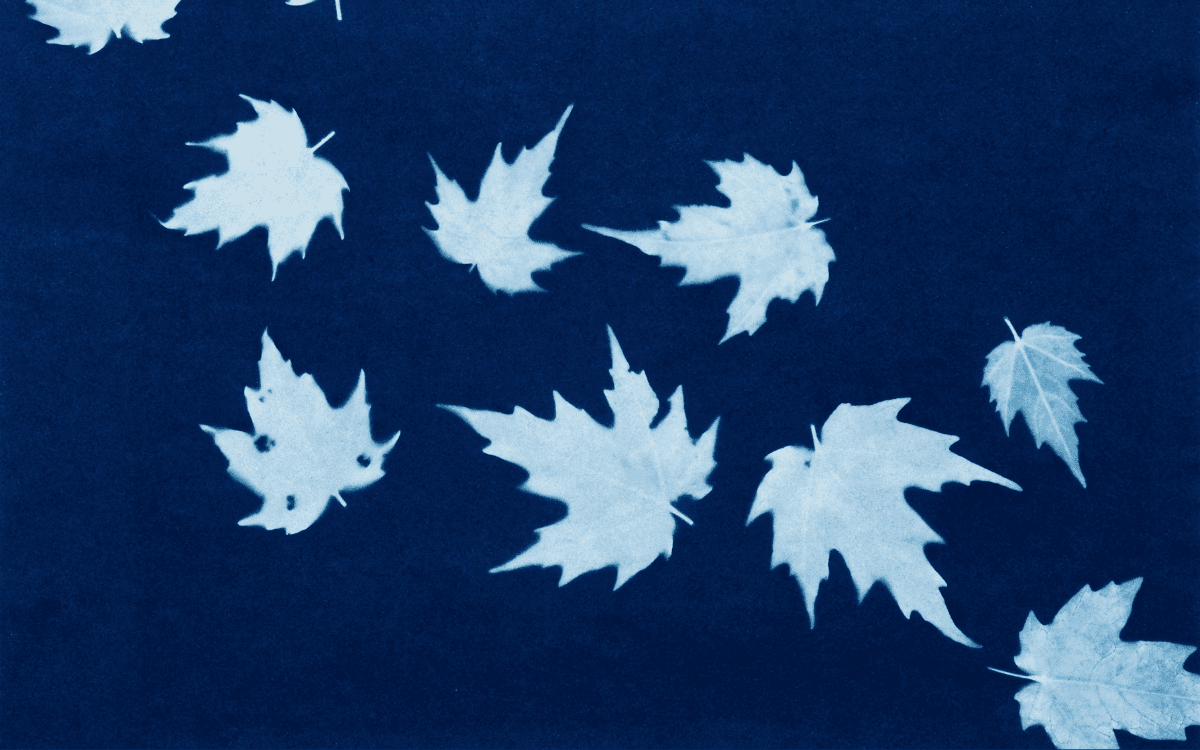 Illustration de l'événement : Atelier : initiation au cyanotype