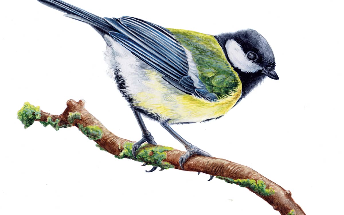 Illustration de l'événement : Les oiseaux de chez nous : atelier de dessin naturaliste parents-enfants