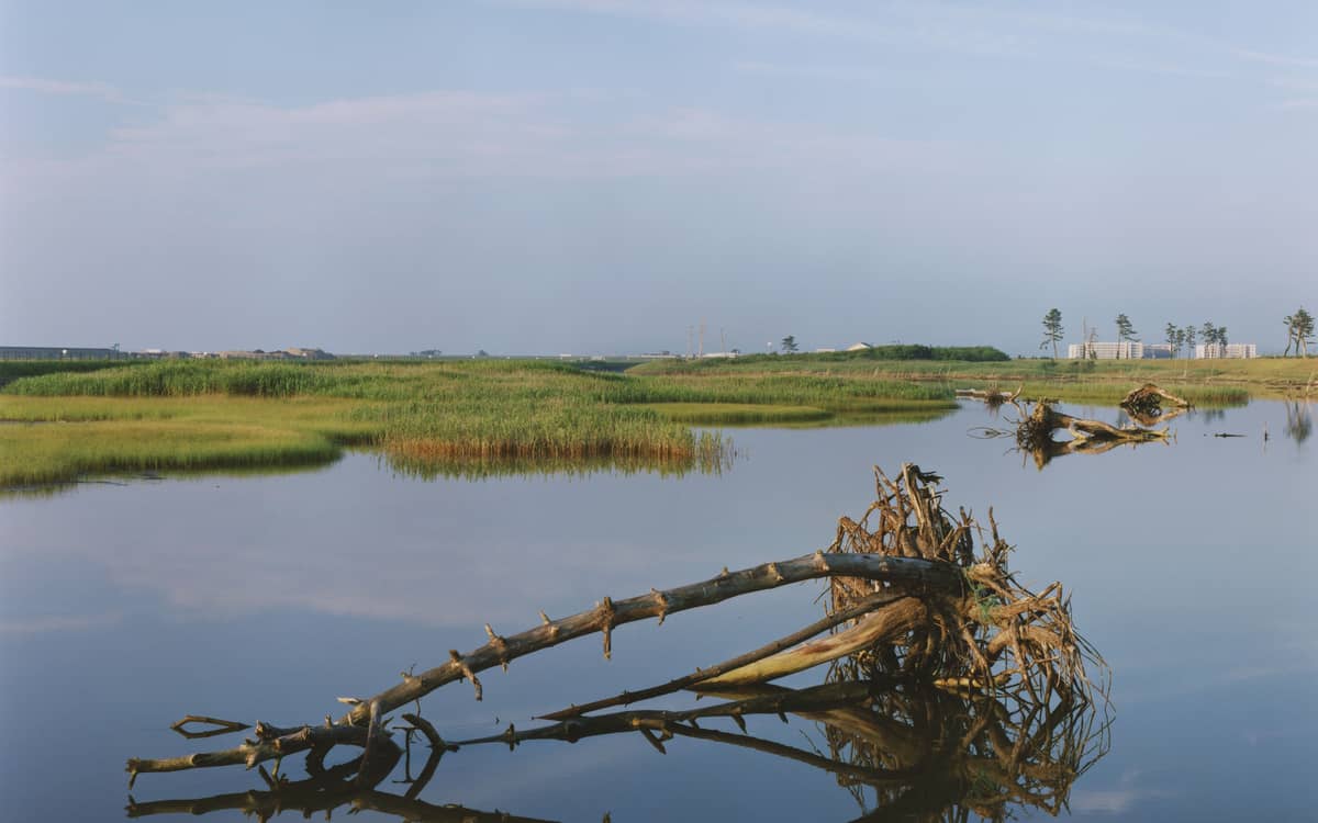Illustration de l'événement : Conférence « Tsunami Trees:Naoya Hatakayema : Après la catastrophe »