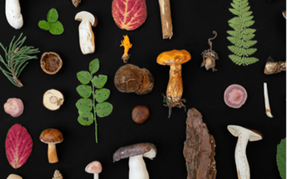 Illustration de l'événement : Conférence animation sur les champignons et spectacle d’ombromagie