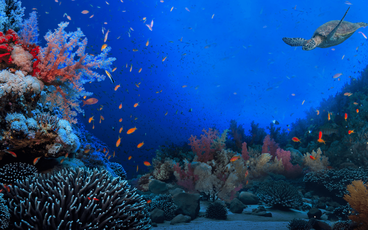 Illustration de l'événement : Ocean Days, le festival engagé pour comprendre et agir pour l'océan