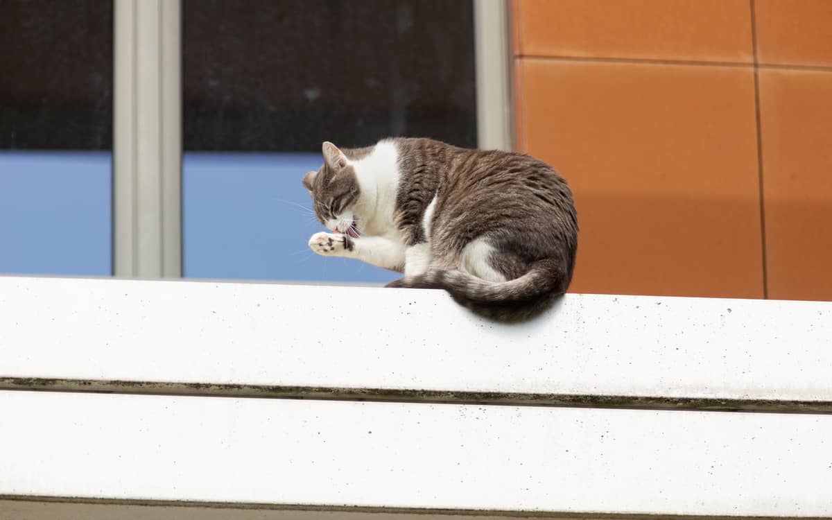 Illustration de l'événement : A la découverte du bien-être du chat