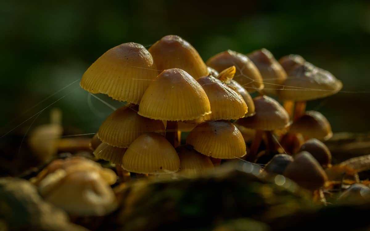 Illustration de l'événement : A la découverte des champignons de l'Arborétum