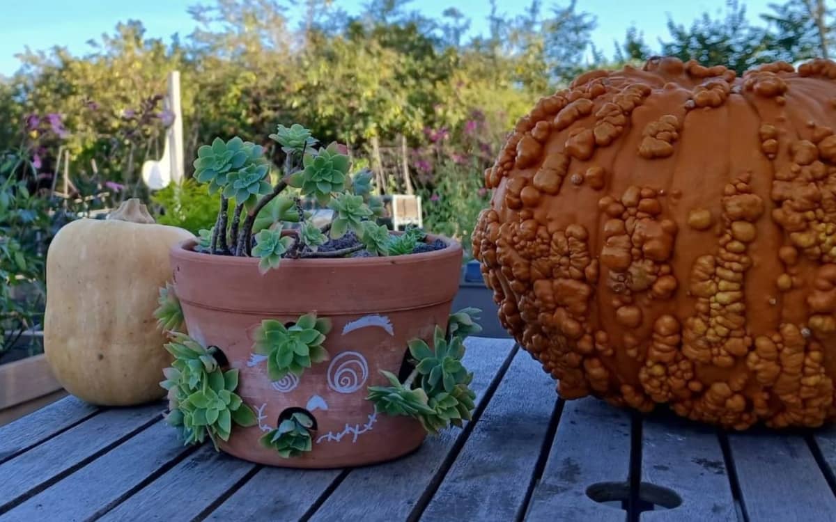 Illustration de l'événement : Ma créature succulente !