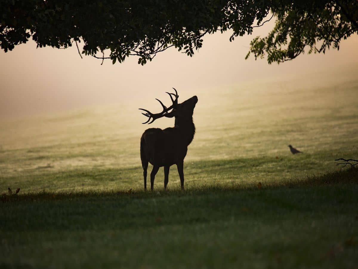 Illustration de l'événement : SOIRÉE BRAME DU CERF