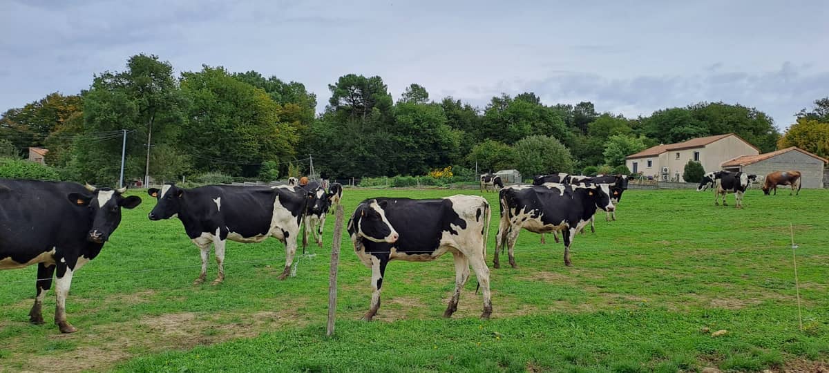 Illustration de l'événement : Ici, nos savoir-faire - Visite Ferme Lait Gourmand de la Moulière