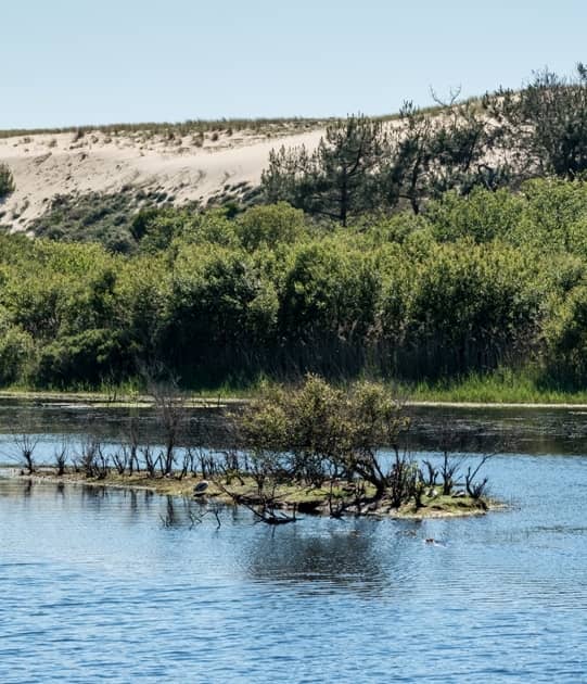 Illustration de l'événement : Automne en scène : A la découverte de la forêt et du littoral landais