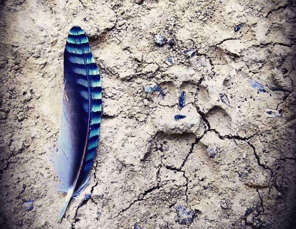 Illustration de l'événement : Sur la piste de la vie sauvage