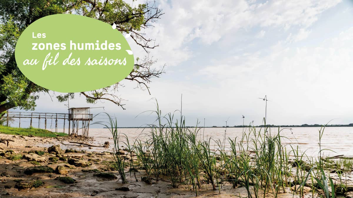 Illustration de l'événement : Les zones humides au fil des saisons : Initiation à la botanique et aux plantes domestiques du bord d'estuaire