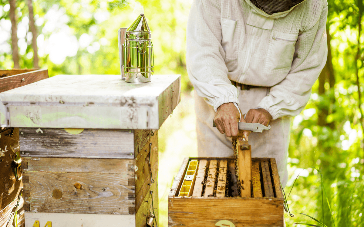 Illustration de l'événement : Découverte de l'apiculture et de l'abeille noire des Landes