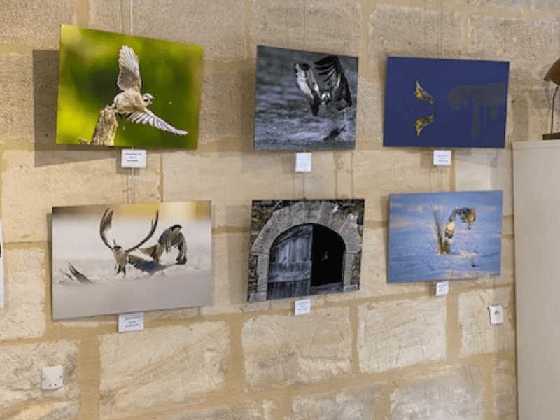 Illustration de l'événement : Exposition photo "A chacun son Terres d'Oiseaux"
