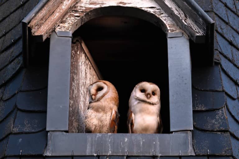 Illustration de l'événement : Exposition A 6789 battements d'ailes