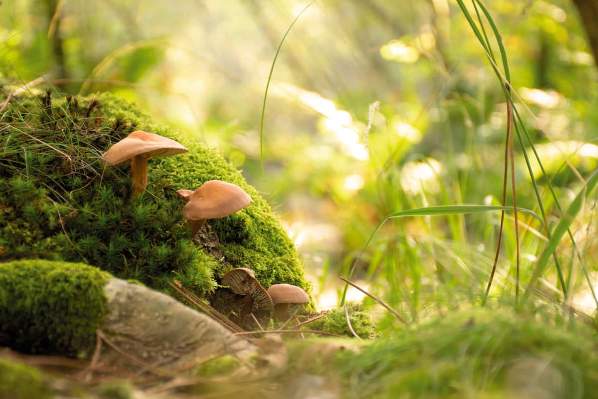 Illustration de l'événement : Le monde des champignons