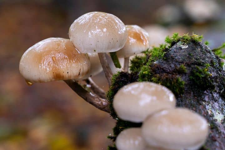 Illustration de l'événement : Découvrir et reconnaître les champignons à Saint-Pardoux-le-Lac