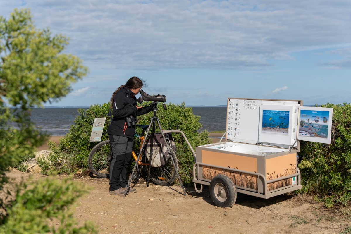 Illustration de l'événement : Accueil naturaliste sur le sentier du littoral à la Pointe du Teich