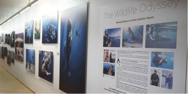 Illustration de l'événement : Exposition The Wildlife Odyssey, une immersion photographique au cœur des océans