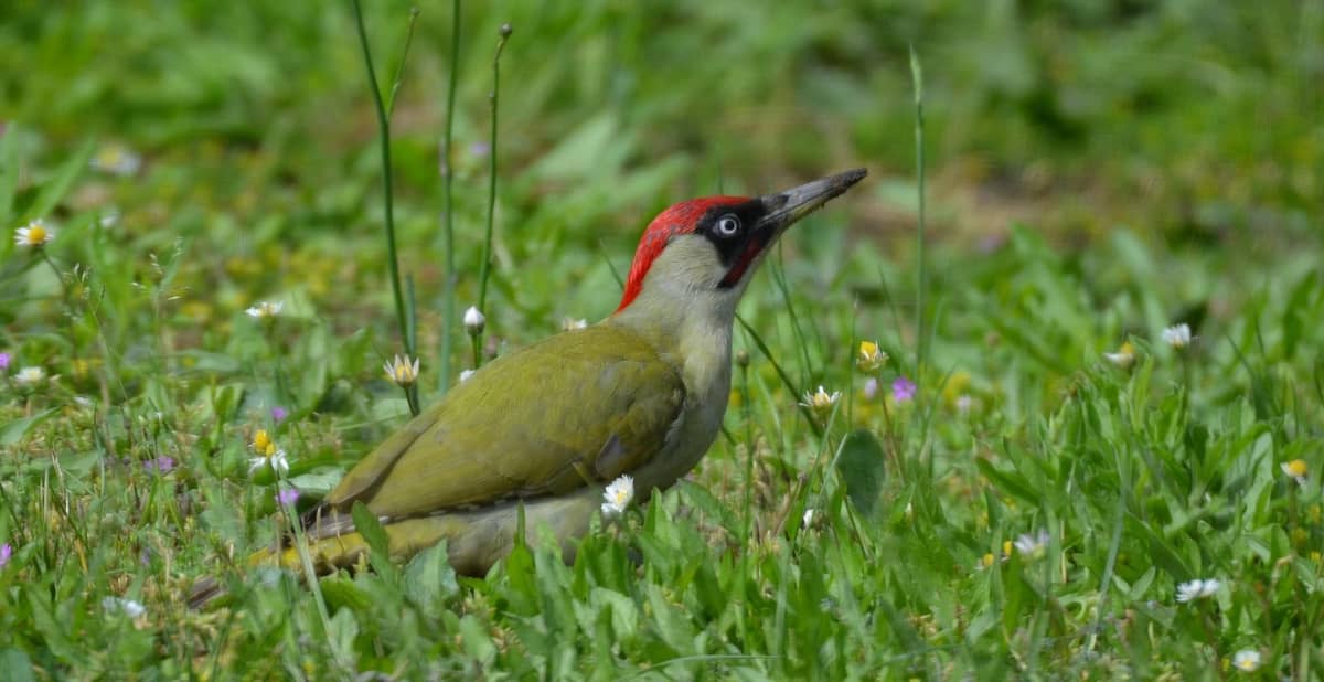 Illustration de l'événement : Les oiseaux du Parc Beaumont