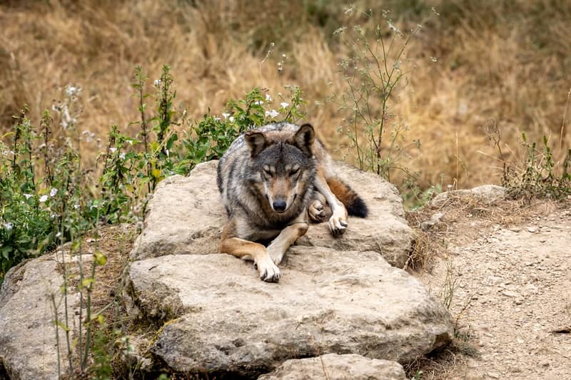 Illustration de l'événement : Journée mondiale des animaux au Parc du Thot
