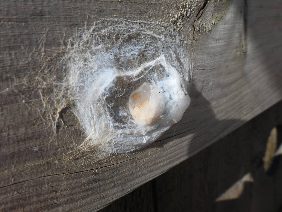 Illustration de l'événement : Rencontre biodiversité "Les créatures d’Izadia"