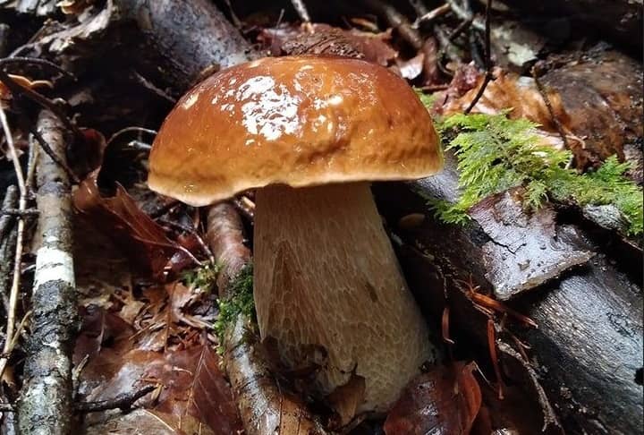 Illustration de l'événement : Sortie à la découverte des champignons