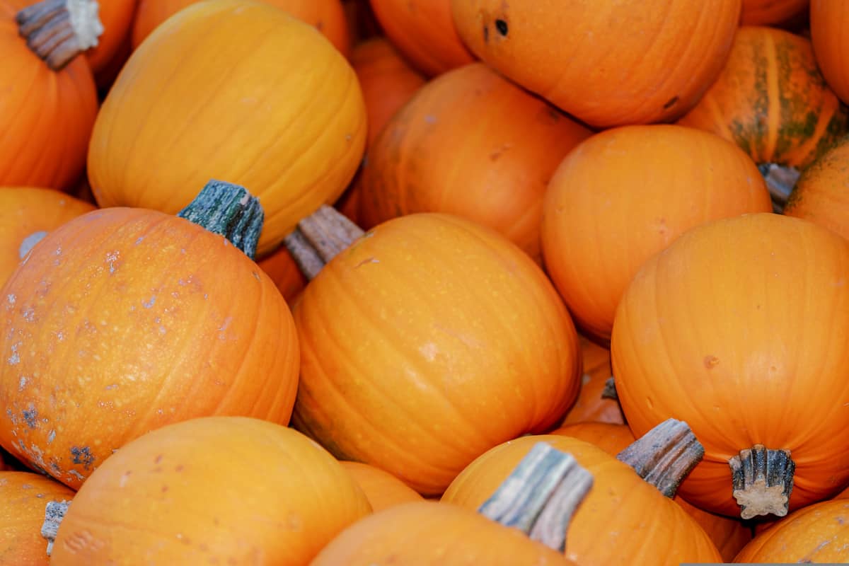 Illustration de l'événement : Atelier cuisine de pâtes à tartiner de courges