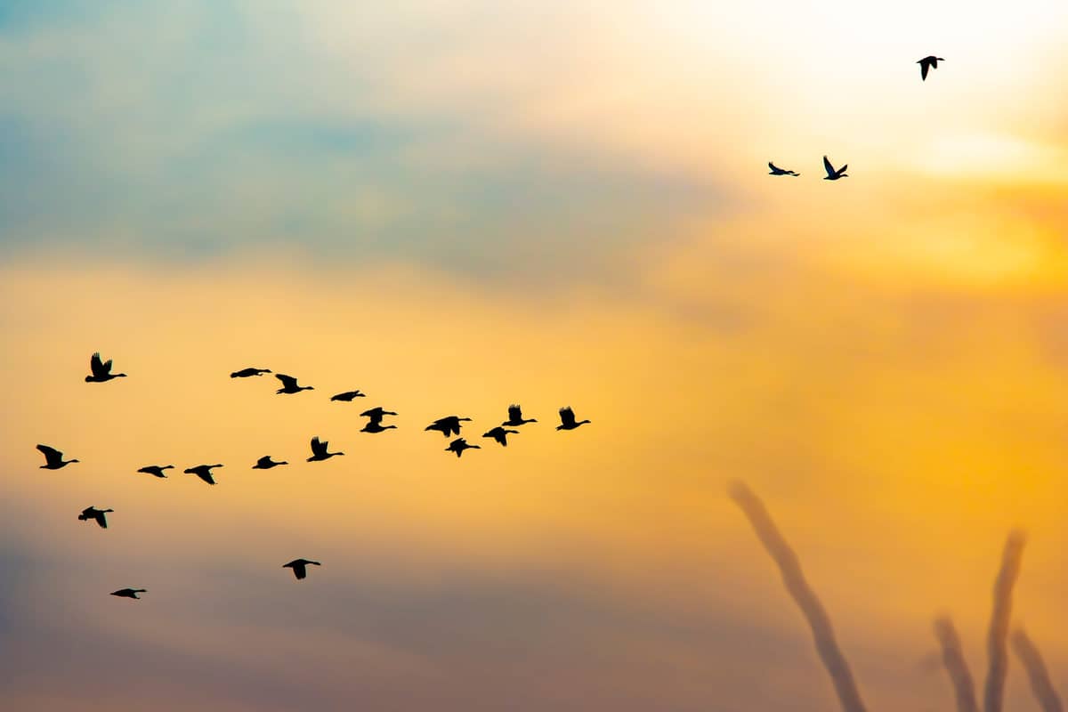 Illustration de l'événement : Journée Mondiale des oiseaux migrateurs
