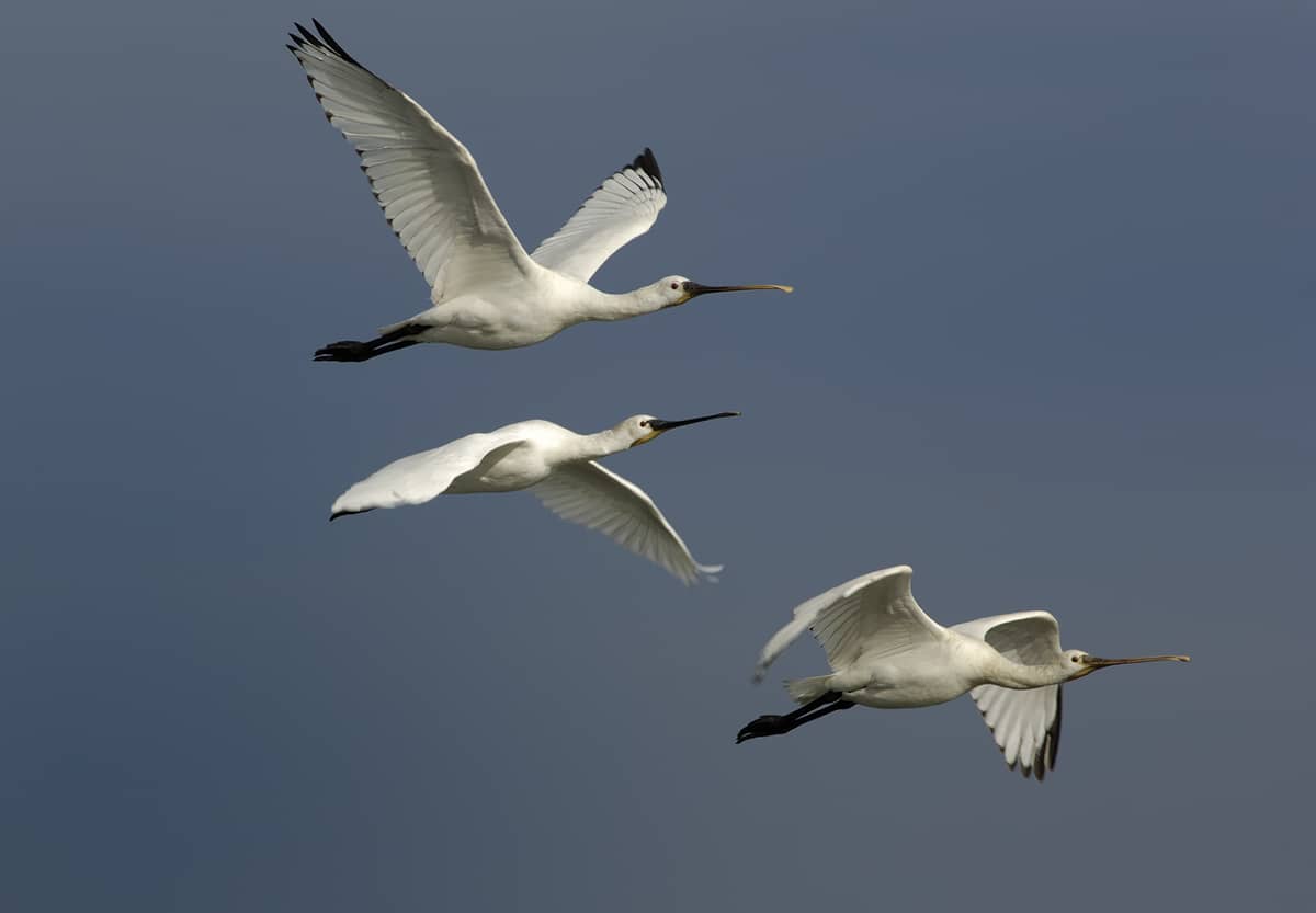 Illustration de l'événement : Escale avec les oiseaux migrateurs