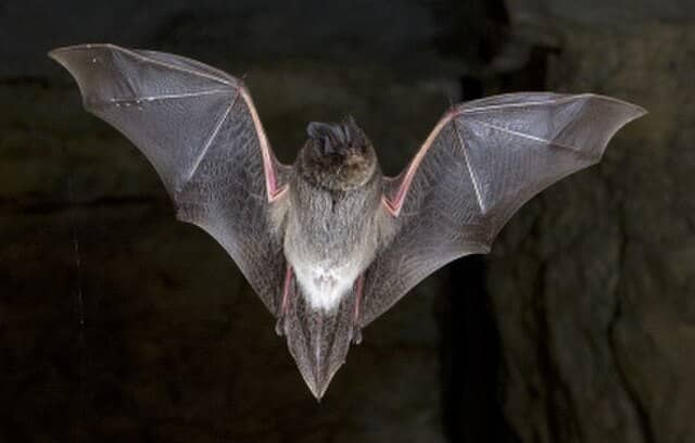 Illustration de l'événement : SOUS LES AILES DE LA NUIT, L’ECHO DES CHAUVES-SOURIS, LE MONDE CACHÉ DES CHAUVES-SOURIS