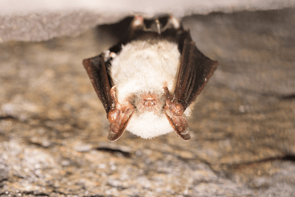 Illustration de l'événement : ESCAPADE AILÉE : TOUT SAVOIR SUR LES CHAUVES-SOURIS HÉRAULTAISES