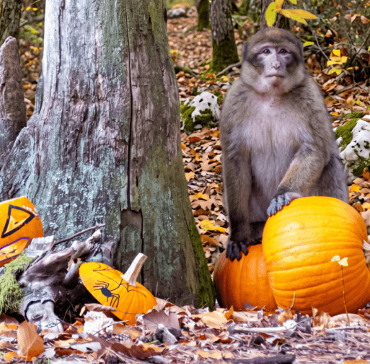 Illustration de l'événement : Halloween à la Forêt des Singes