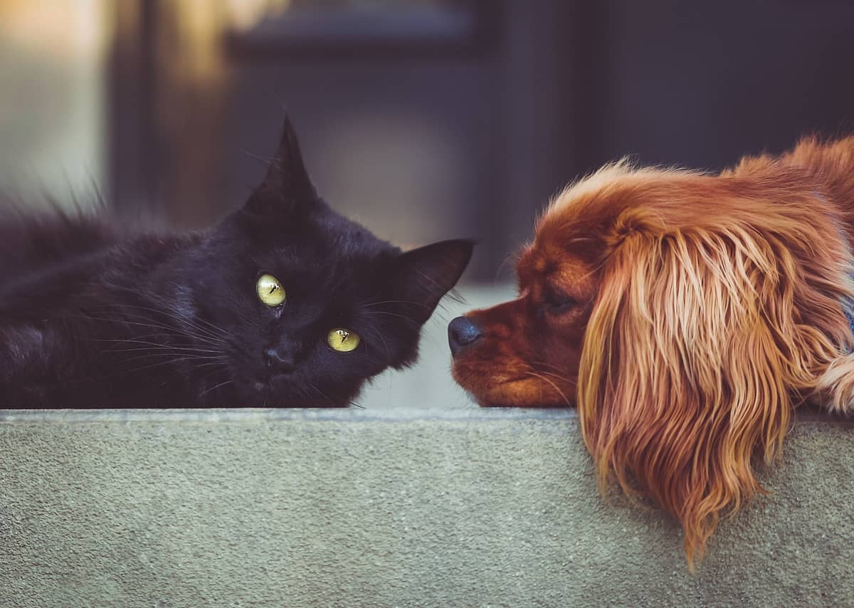 Illustration de l'événement : Atelier-conférence sur les animaux à la ferme : soins aux fleurs de Bach pour chiens et chats