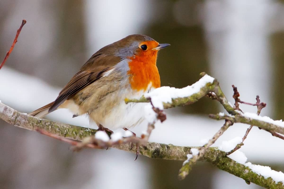 Illustration de l'événement : Atelier "Bien nourrir les oiseaux" au Jardin Bourian