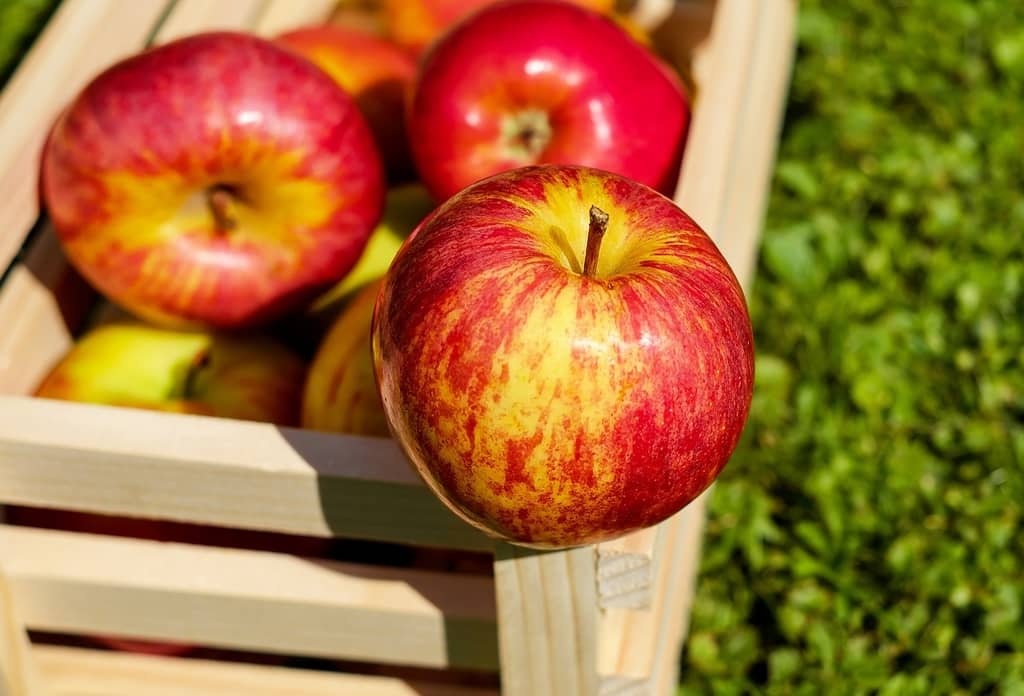Illustration de l'événement : Atelier "Pomme d'api" au Jardin Bourian