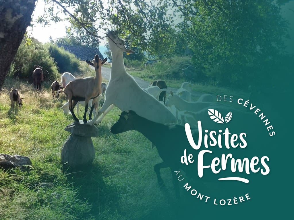 Illustration de l'événement : VISITES DE FERMES 2026 : LA FERME DE FOLIE