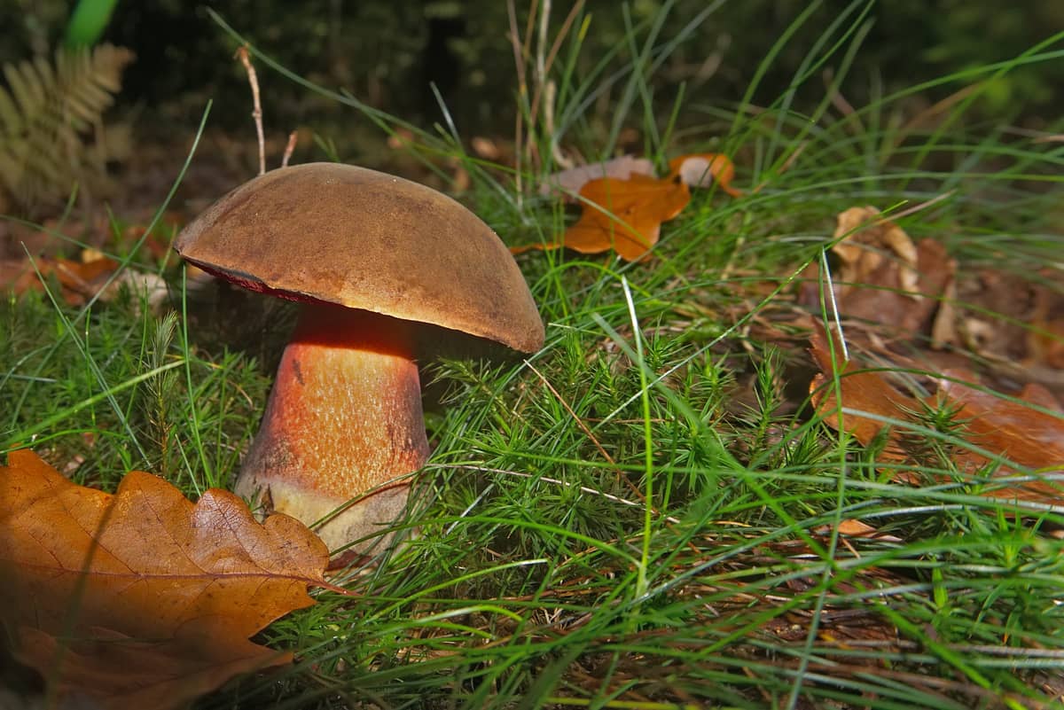 Illustration de l'événement : INITIATION À LA MYCOLOGIE : LA VIE MYSTÉRIEUSE DES CHAMPIGNONS